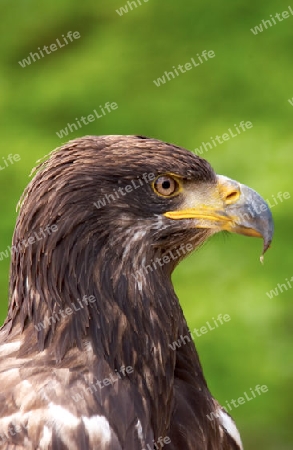 Junger Weisskopfseeadler