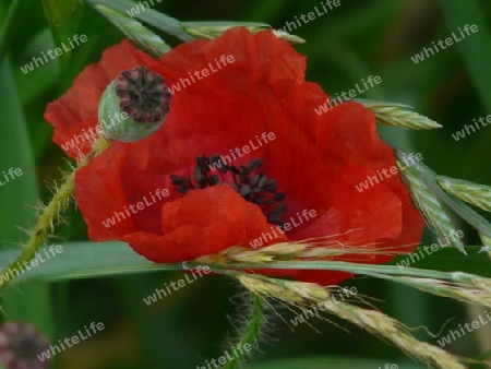 Mohn & Gras P1250330