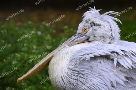 Krauskopfpelikan (Pelecanus crispus), Portrait, S?deuropa