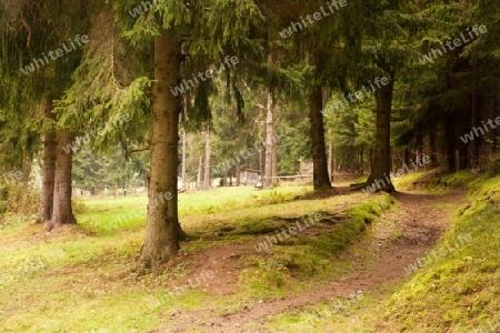 Herbst im Wald