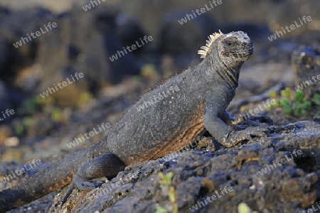 Meerechse (Amblyrhynchus cristatus), Unterart der Insel Isabela, Puerto Villamil,  Galapagos , Unesco Welterbe, Ecuador, Suedamerika