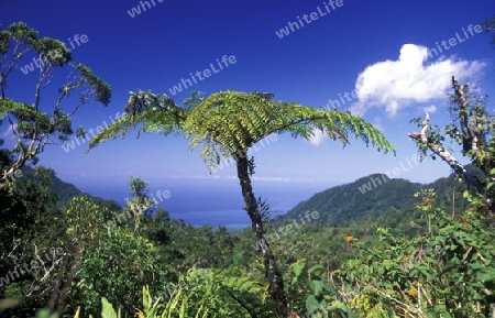 the mountain Landscape on the Island of Anjouan on the Comoros Ilands in the Indian Ocean in Africa.   