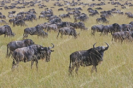 Herde Wei?bartgnus, Gnu, Gnus (Connochaetes taurinus) auf der Wanderung, great Migration,  durch die Masai Mara, Kenia, Afrika