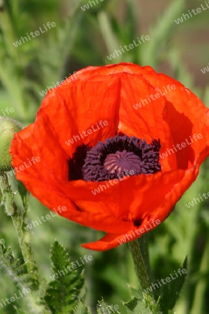 Roter Mohn