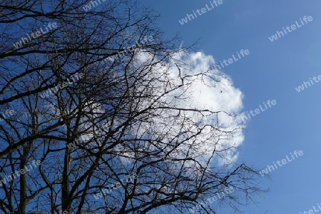 Baum schiebt Wolke