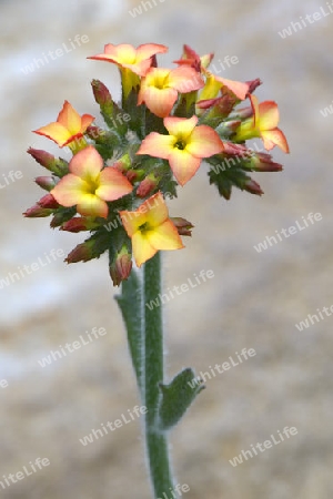  Kalanchoe (Kalanchoe lateritia) , Vorkommen Afrika