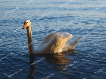 Schwan