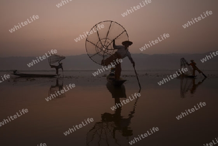 Fishermen at sunrise in the Landscape on the Inle Lake in the Shan State in the east of Myanmar in Southeastasia.