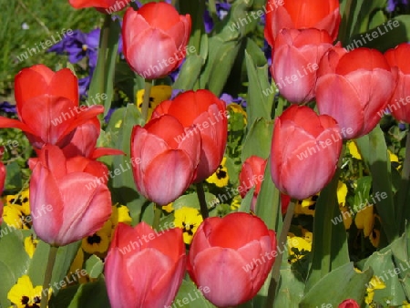 Tulpen