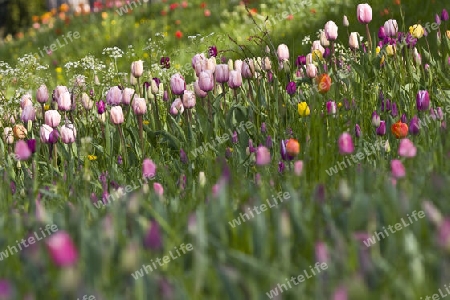 Tulpenwiese