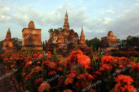 Der Wat Mahathat Tempel in der Tempelanlage von Alt-Sukhothai in der Provinz Sukhothai im Norden von Thailand in Suedostasien.