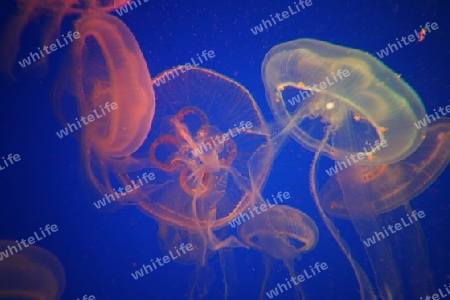 Quallen (Ohrenqualle, Moon Jelly) im Underwater World oder Unterwasserwelt auf der Insel Sentosa in Singapur im Inselstaat Singapur in Asien. 