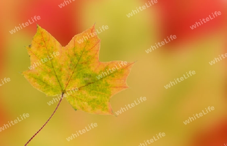 Herbstblatt mit farbigem, herbstlichem Hintergrund 