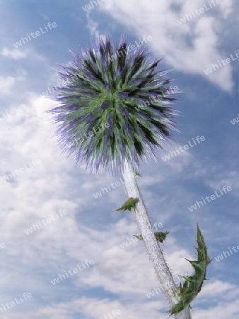 Distel