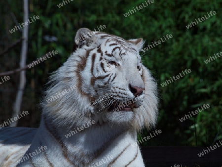 faszinierender weisser Tiger