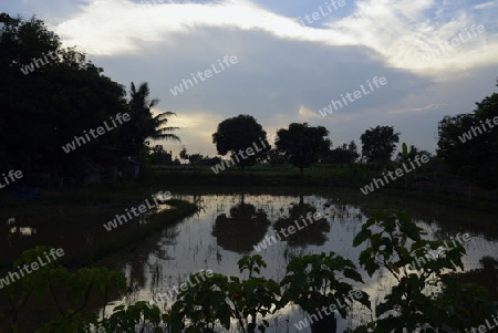 Die Abendstimmung in der Provinz Amnat Charoen nordwestlich von Ubon Ratchathani im nordosten von Thailand in Suedostasien.