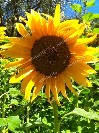 Sonnenblume