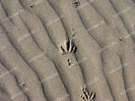 Vogelspuren im Sand