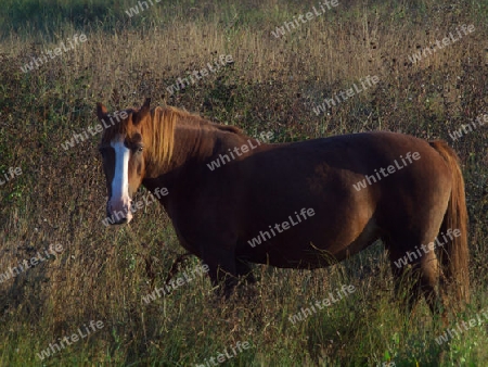 Pferd in Morgensonne