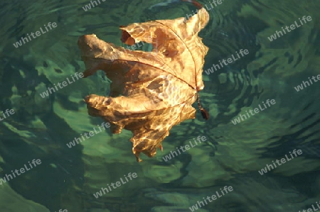 Blatt im Wasser