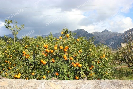 Obstgarten in Soller, Mallorca