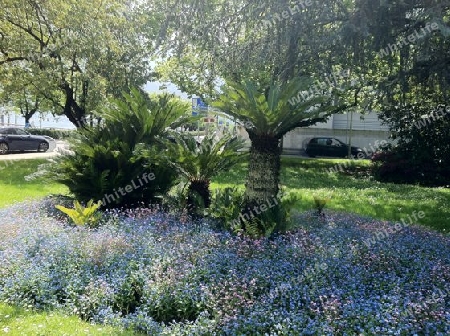 Blumen in Locarno-Tessin