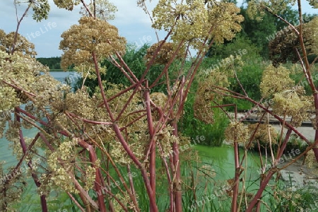 B?renklau, Heracleum