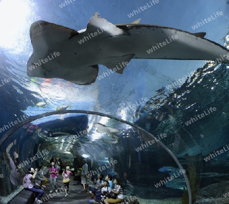 Das Siam Ocean World Aquarium in der Hauptstadt Bangkok von Thailand in Suedostasien.