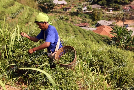 Teepfluecker ernten Teeblaetter in einer Tee Plantagen beim Bergdorf Mae Salong in der Huegellandschaft noerdlich von Chiang Rai in der Provinz Chiang Rai im Norden von Thailand in Suedostasien.