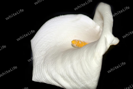 calla