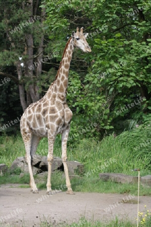 Giraffe - Giraffa camelopardalis