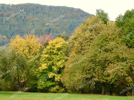 Landschaft, B?ume 2 von 2 Herbst P1280192