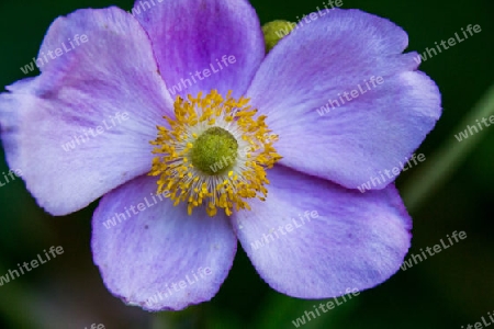 japanische Herbst-Anemone