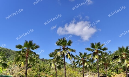 Beautiful palm trees at the beach on the tropical paradise islands Seychelles