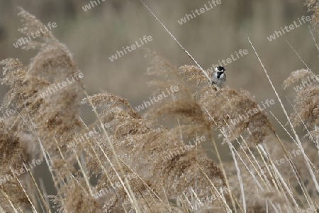 Rohrammer, Rohrspatz,, Emberiza schoeniclus