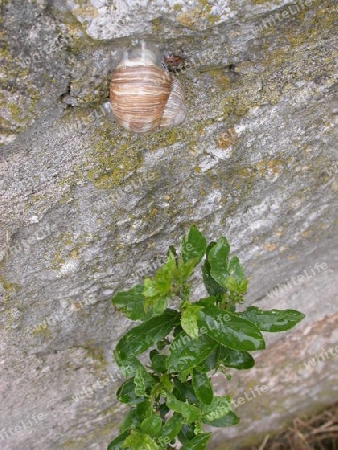 schnecke