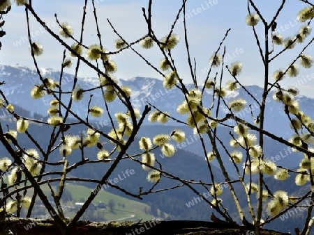 Fr?hling vor den Alpen