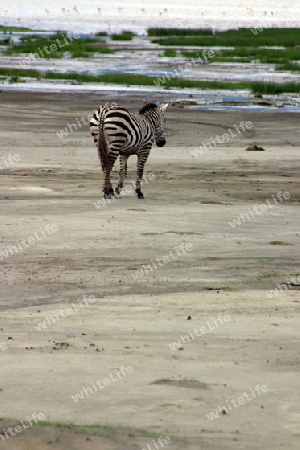 Zebra, Equus burchellii