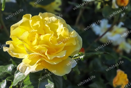 Top view of yellow and orange rose flower in a roses garden with a soft focus background.