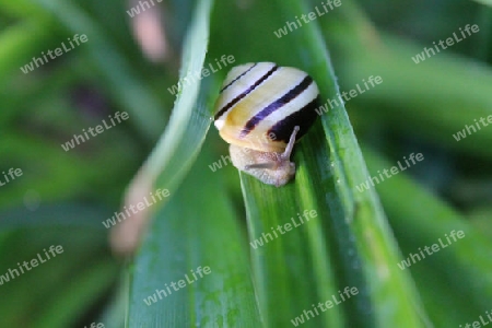 Schnecke auf Blatt