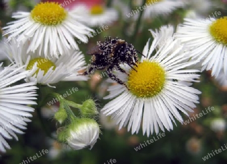 Hummel bei der Arbeit