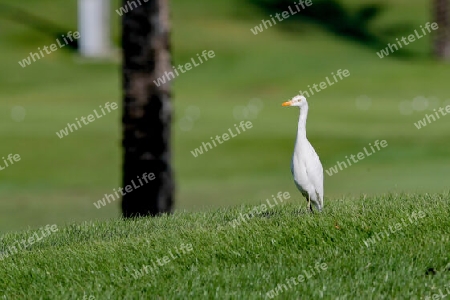 Ein Vogel