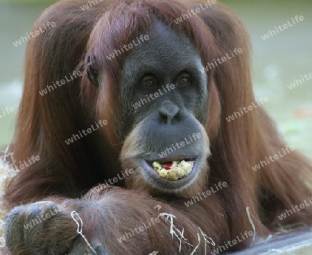 Orang Utan