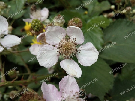 Brombeerblüte II ohne Insekt