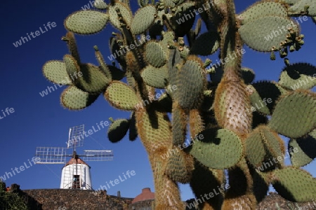 The Cactus Garden in the village of Guatiza on the Island of Lanzarote on the Canary Islands of Spain in the Atlantic Ocean. on the Island of Lanzarote on the Canary Islands of Spain in the Atlantic Ocean.
