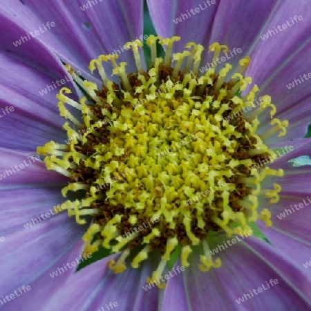 Cosmea P6140363