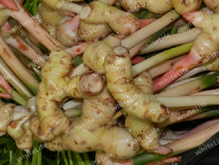 Galangal