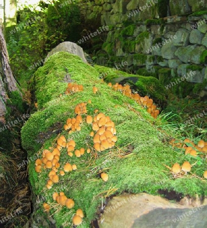 Fungi and Moss on Tree Trunk