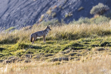 Kojote, Yellowstone National Park