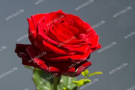 Red rose with a dark background